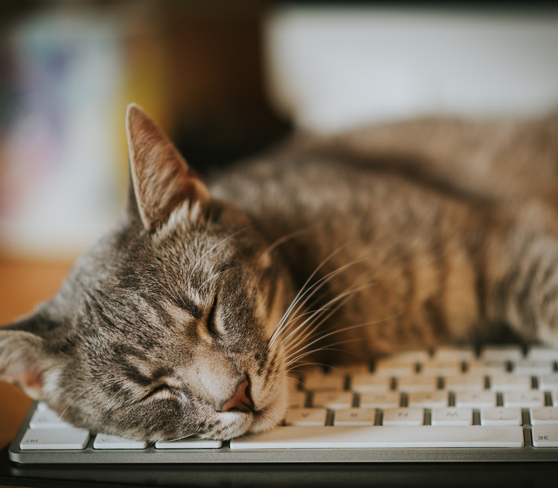 Cat sleeping on computer keyboard. Rest, resting, calm, relaxati